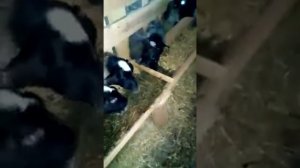 Сенаж, кормление овец.