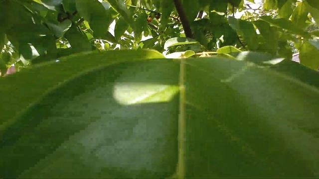 Хурма Россиянка, в нашем саду, морозостойкость #хурмароссиянка смотреть онлайн