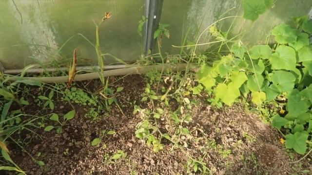 ВЛОГ: Давайте убираться вместе / Помидоры чернеют / Потеряла телефон / Ищу место для сна смотреть онлайн