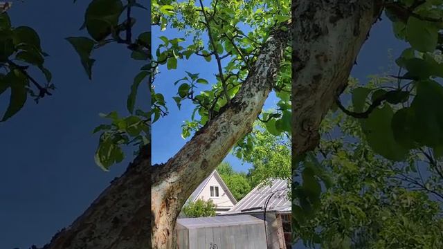 Обработка сада. Елена Кузнецова.