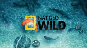 ENG: NAT GEO WILD  : КРУГЛОСУТОЧНЫЙ ПРЯМОЙ ЭФИР | National Geographic: WILD  24/7 LIVE STREAMING