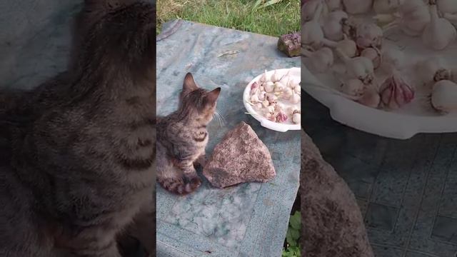 🐱🧄 Кот Симба обожает проводить время возле молодого чеснока! 🌱😻