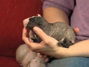 Жизнь замечательных зверей. Выпуск 28-29 мая