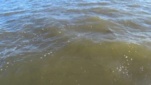 СУДАКИ СОМЫ КАРПЫ. РЫБАЛКА НА БОЛОТОХОДЕ. Установка вентерей