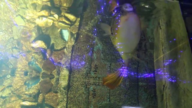 Тетрадон мбу