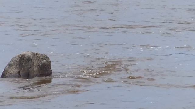 Baby zebra struggles смотреть онлайн