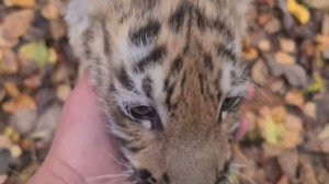 Тигренок с Неврологией и ее друзья домашние кошки !)