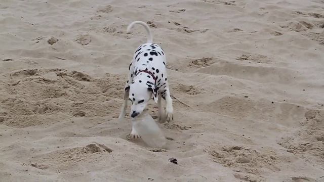 Романтика из Терлецкой Дубравы смотреть онлайн