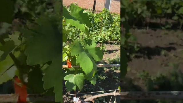 Виноград Рамзес, ? озорник, ? квазар, ? розовый замок, ? минор и май хат. смотреть онлайн