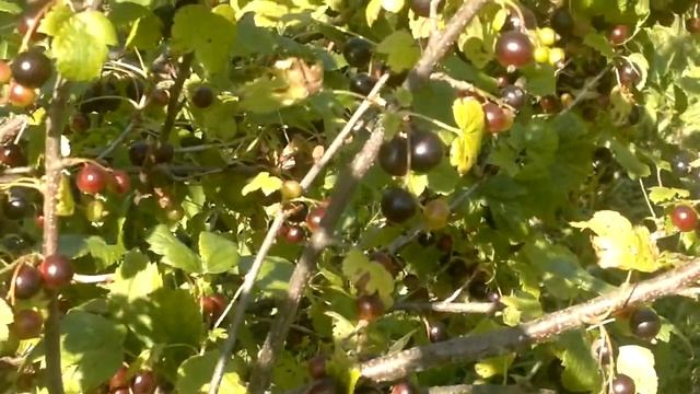 А что у нас на даче? Поспевает черная смородина. Секреты по выращиванию. смотреть онлайн