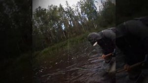 Ловля лосося нахлыстом. Сентябрь 2018.C&R