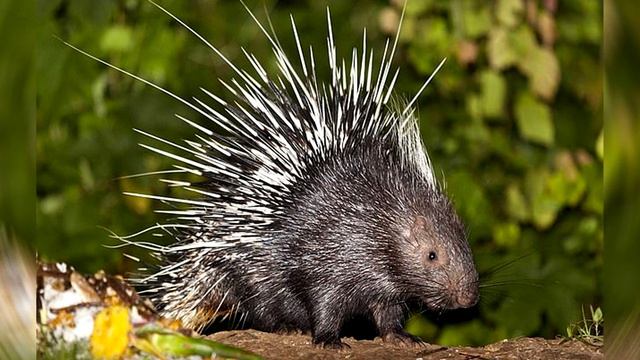 ВЕТЕРИНАРЫ ТАКОГО ЕЩЕ НЕ ВИДЕЛИ! ШОКИРУЮЩАЯ встреча собаки и дикобраза смотреть онлайн