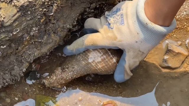 【English sub】退潮后小章赶海遍地是海鲜，章鱼血蛤抓不停，还收获一个大响螺！【赶海小章】
