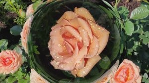 Ашрам неповторимая