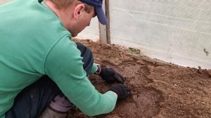 Посадка пророщенных семян гигантских тыкв в парник и в открытый грунт. Растим большие тыквы.