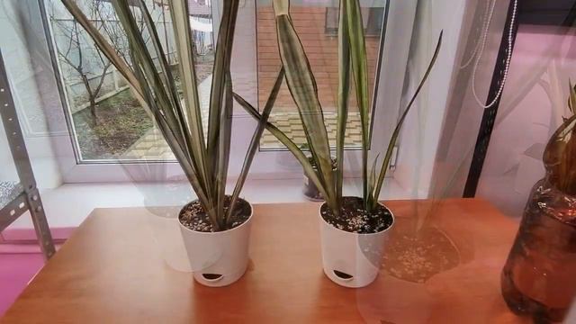 Сравнение Сансевиерии Бентл Сенсейшн и Сансевиерии Багор смотреть онлайн