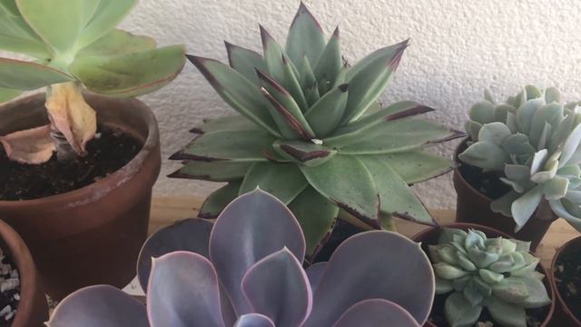 🔅 Suculentas de PLENO SOL 🔅Nuevas Suculentas en Sol Pleno, Intenso y Sombra 🔅 смотреть онлайн