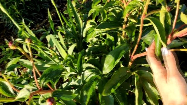 ЛУЧШЕЕ Органическое УДОБРЕНИЕ Для БОГАТОГО УРОЖАЯ И ОБИЛЬНОГО ЦВЕТЕНИЯ ДЕЛАЕМ САМИ 2 СУПЕР Способа