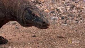 Дракон с острова Комодо (лат. Varanus komodoensis)