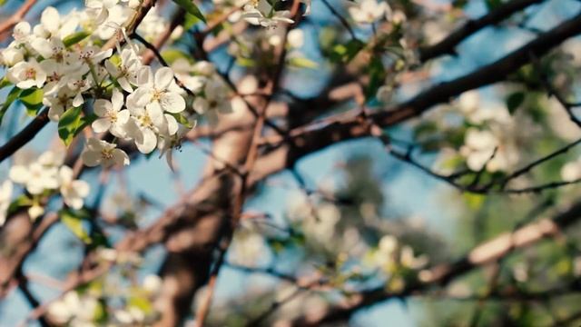 Ветки груши в цвету | Футажи красивая природа [FullHD] смотреть онлайн