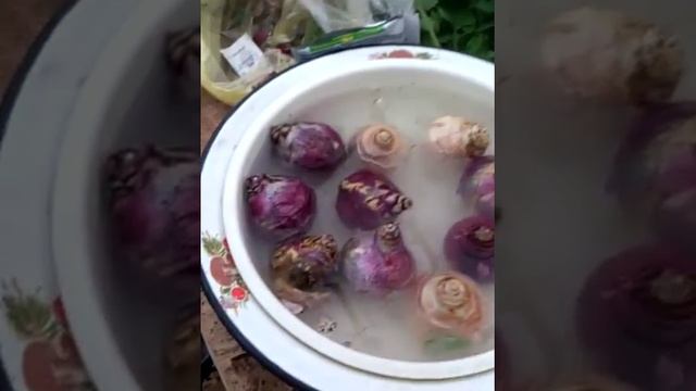 Обработка луковичных перед посадкой.(2) смотреть онлайн