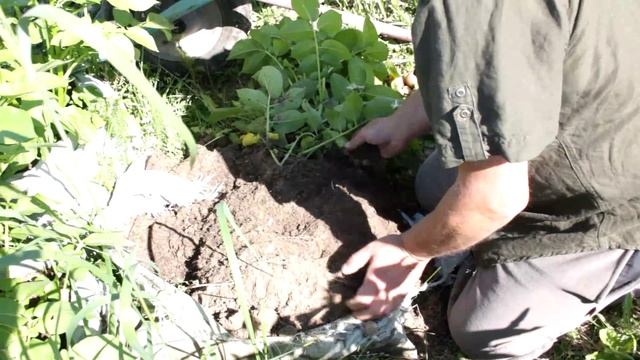 Картофель в мешках: проверка урожайности смотреть онлайн