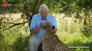 David Attenborough befriends a Cheetah | David Attenborough's Natural Curiosities