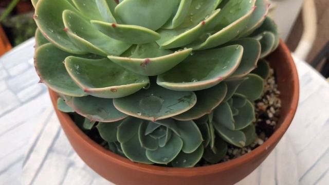 My Succulent Collection | Echeveria Imbricata #succulentlover смотреть онлайн