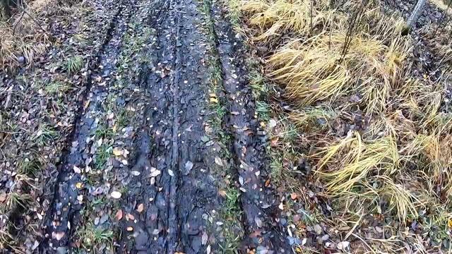 Аномальные истории на тропе  Сестрорецкое болото
