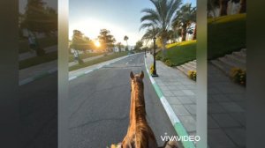 Ну почему? Hamali & Navai & EMIN