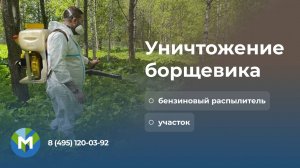 Уничтожение борщевика бензиновым распылителем - МосОблДез