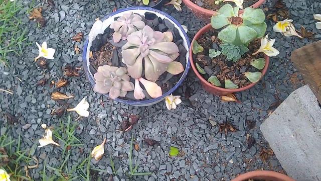 Mostrando SUCULENTAS/DICAS/CHUVA/PÁSSAROS смотреть онлайн