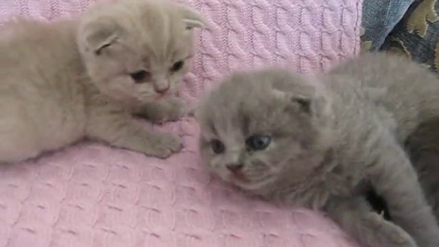 Котята вислоухие 20 дней .