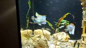 Нанакара Блю нерест в общем аквариуме часть 1