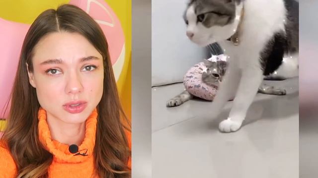 ПОСТАРАЙСЯ НЕ ЗАПЛАКАТЬ от СМЕХА.. ОЧЕНЬ СМЕШНЫЕ КОТЯТА и КОТЫ из ТИКТОК