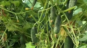 Огурцы пошли в рост! Нашатырный спирт разбавляю с водой и получаю СУПЕР-СРЕДСТВО