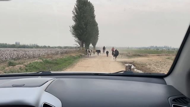 Как собирают хлопок в Узбекистане смотреть онлайн