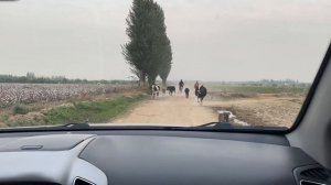 Как собирают хлопок в Узбекистане