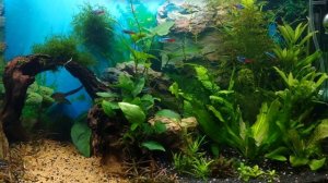 Соль в аквариуме.