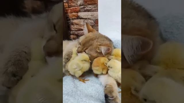 Умилительная подборка, поднимающая настроение... (Не забываем нажать ?)