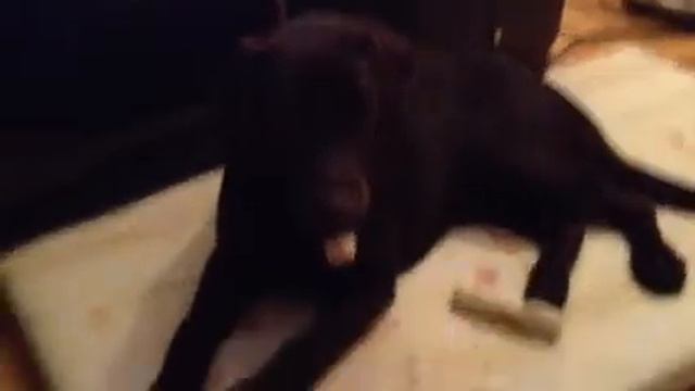 Лабрадор с папироской смотреть онлайн