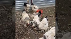 Брама светлая колумбийская