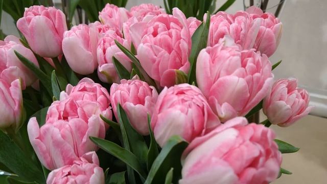 Ботанический сад. Сиреневый февраль (2020) смотреть онлайн