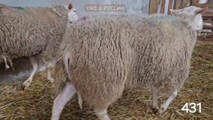 Молочные овцы. Восточно-фризская порода! Разведение Ост-Фризской породы овец как бизнес