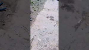 Завожу Минск без флейты
