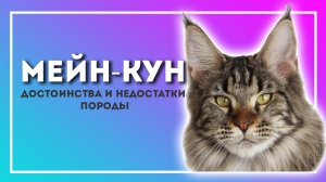 Мейн-кун, плюсы и минусы породы. Стоит ли заводить эту кошку?