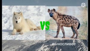 полярный волк против пятнистой гиены