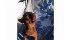 Кто доберман ? чихуахуа