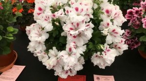 Pelargonium grandiflorum