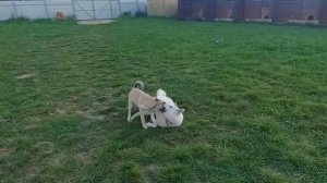 Шурпа из кабана